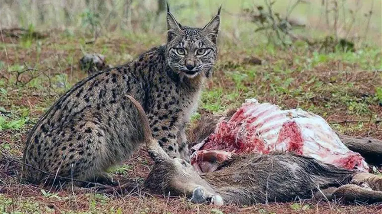 Lince ibérico.