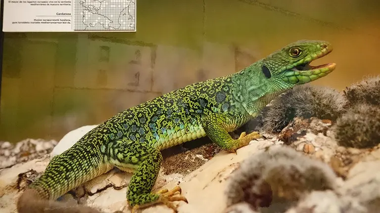 Uno de los anfibios que forman parte de la conferencia.