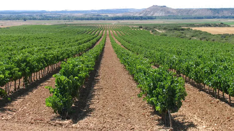 Finca de Bodegas Ochoa.