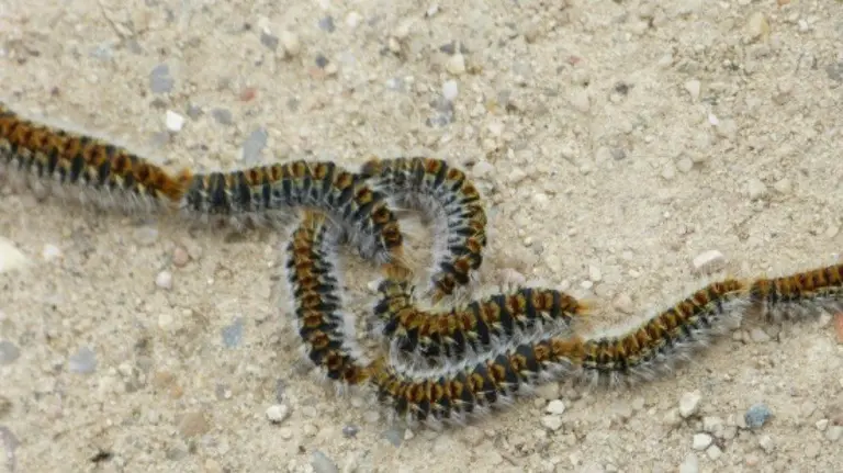 Orugas procesionarias. EFE