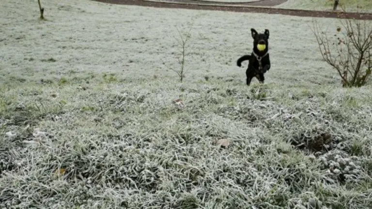 Un perro juega en un parque totalmente helado hoy en San Sebastián.EFE Javier Etxezarreta