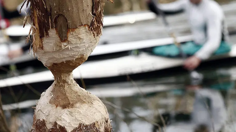 GRA054 PAMPLONA, 03/02/2016.- Varios piragüistas que navegan con sus canoas por el río Arga, en Pamplona, pasan junto un árbol de la orilla que ha quedado en ese estado tras ser roído por castores. EFE/Jesús Diges