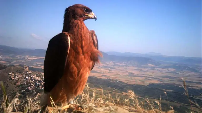 Fila en Gallipienzo.