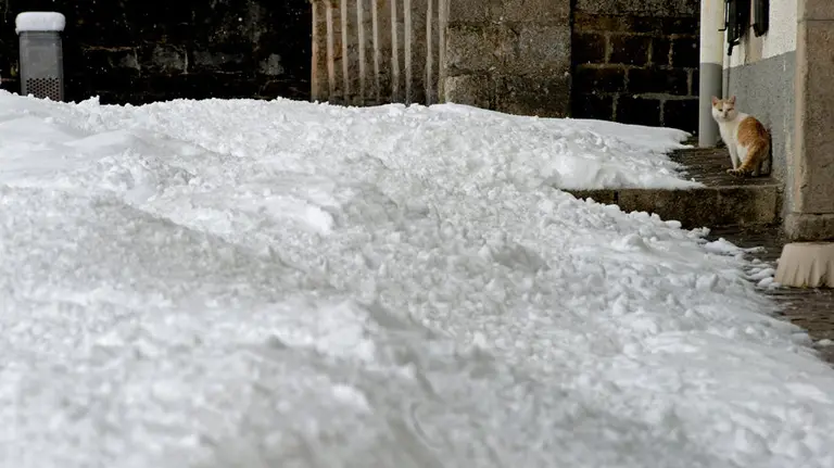 Un gato junto a la nieve acumulada hoy en Roncesvalles (Navarra), donde el tráfico circula sin problemas pese a la progresiva bajada de la cota de nieve, que ha hecho que durante la noche se movilicen máquinas quitanieves de forma preventiva. EFE/VILLAR LÓPEZ