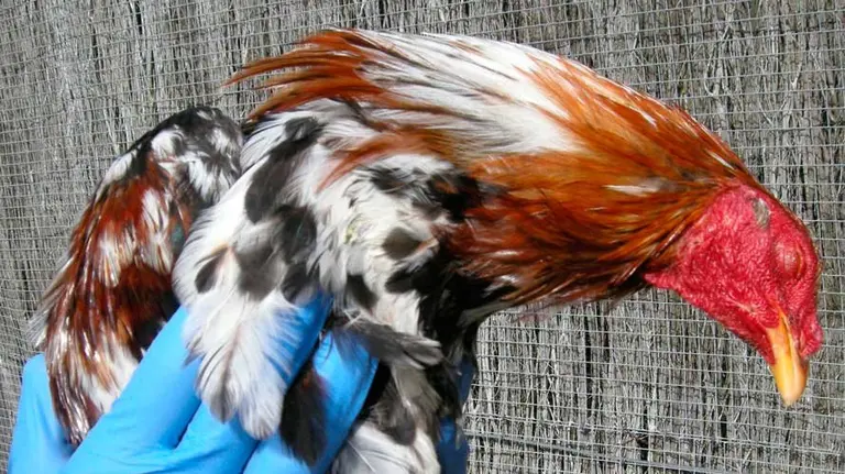 Uno de los gallos encontrados. PF