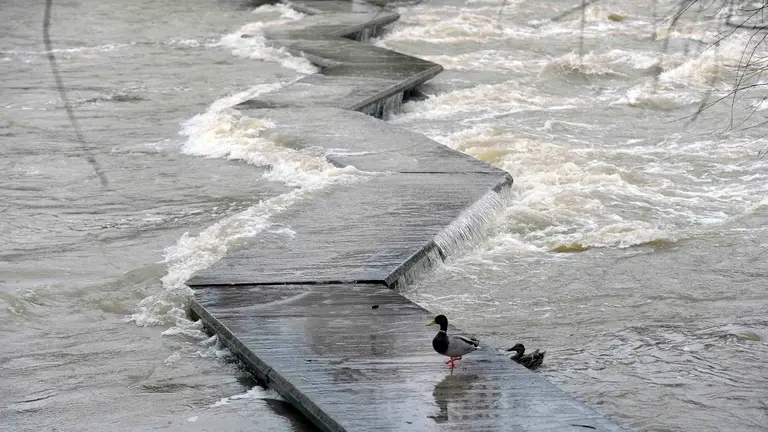 GRA030 PAMPLONA (NAVARRA) 27-02-16.- Dos patos cruzan por las pasalelas del río Arga, a su paso por Pamplona, que se encuentran cerradas a los viandantes debido a las últimas lluvias caídas en la capital navarra, que junto al resto de la Comunidad foral se encuentra hoy en alerta naranja por riesgo importante de nevadas en el Pirineo, en el centro y en la vertiente cantábrica, donde además se esperan fuertes rachas de viento y lluvias intensas según la Agencia Estatal de Meteorología. EFE/Villar López