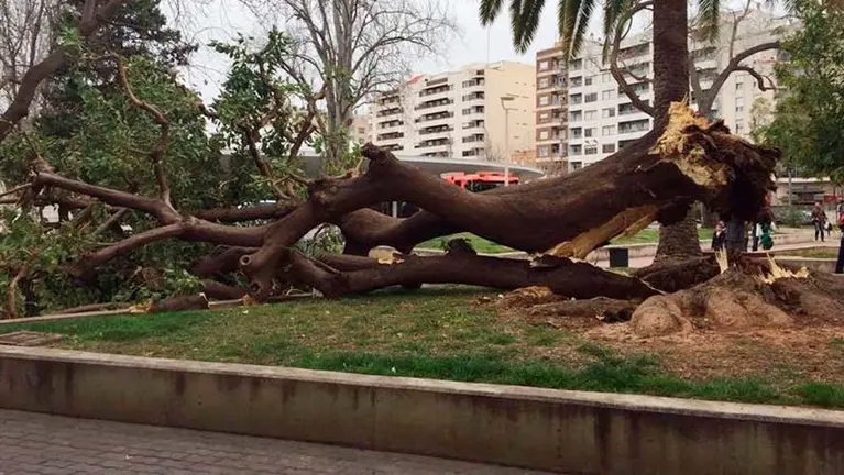 El árbol ha caído sobre dos personas en Gandía.