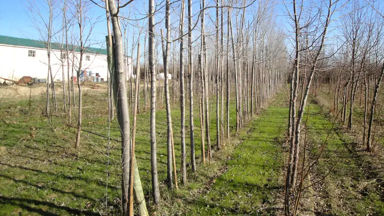 Imagen de la plantación de chopos en el vivero de Marcilla.