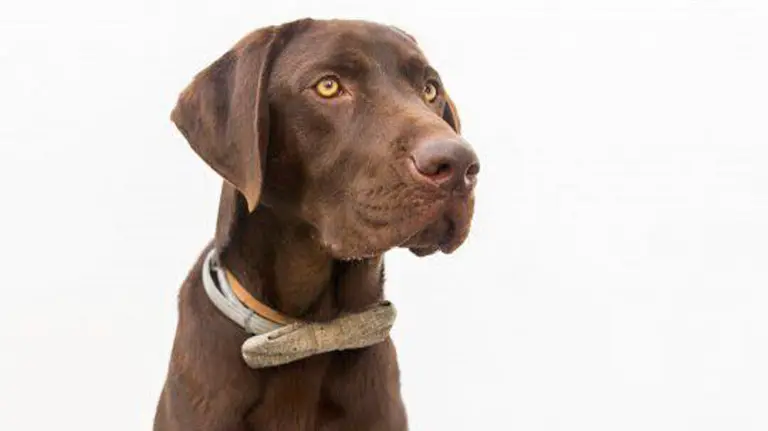 Nanook, el perro que dió el aviso.