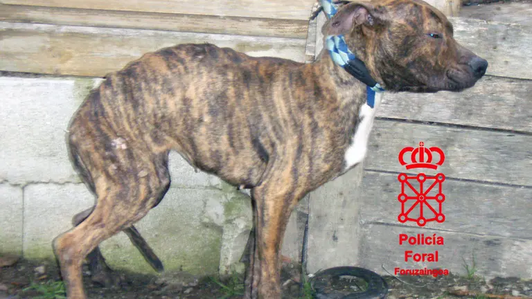 El animal que sobrevivi&oacute; aliment&aacute;ndose con los restos del otro perro. (PF).