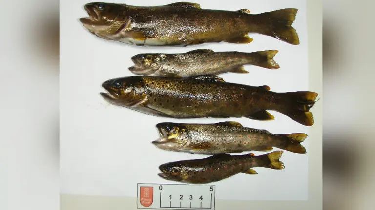 La Polic&iacute;a Foral le sorprendi&oacute; con cinco ejemplares, que med&iacute;an entre 9 y 17 cent&iacute;metros. 