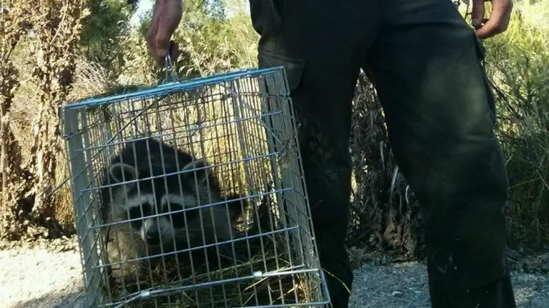 Imagen del mapache localizado en verano del año pasado.