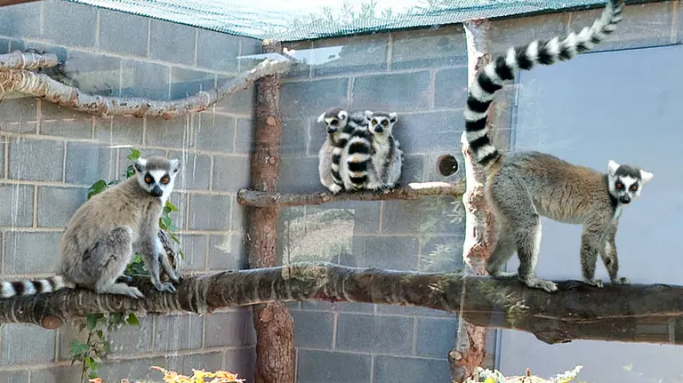 Siete lémures de cola anillada (Lemur catta) acaban de llegar a Sendaviva.
