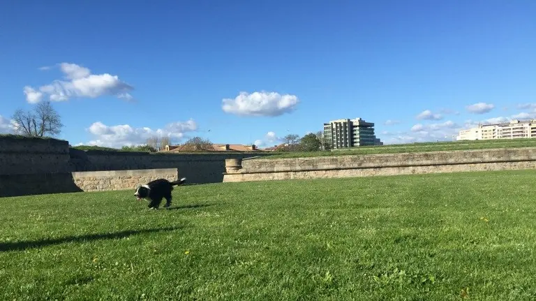 Un perro disfruta del buen tiempo primaveral en la Vuelta del Castillo de Pamplona.