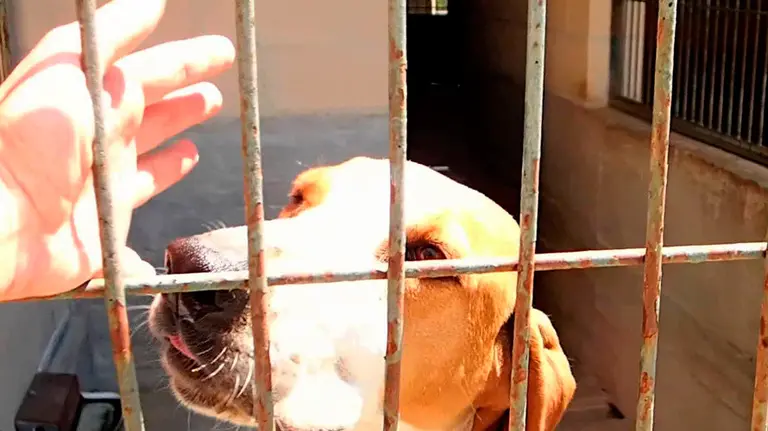 Imagen de uno de los boxes de la perrera de Etxauri.