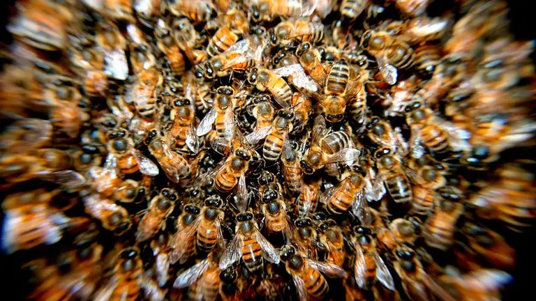 Enjambre de abejas