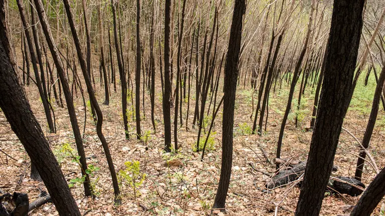 Acacias-quemadas-en-monte-Frain-Igantzi