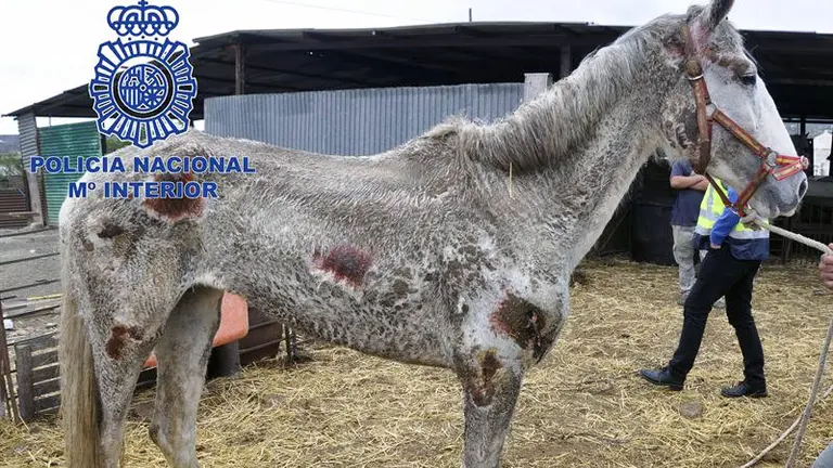 Estado en que se encontraba uno de los caballos.