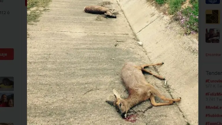 Tres corzos atropellados