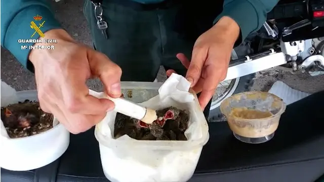 La Guardia Civil interviene 14 nidos con 48 crías de aves expoliadas del medio natural.