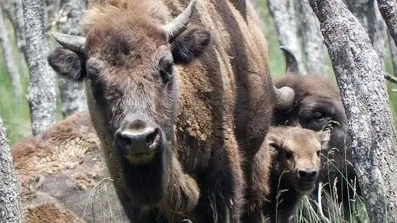 La cr&iacute;a acompa&ntilde;ada por su madre en el Museo de la Fauna Salvaje de Valdehuesa. (El Norte de Castilla).