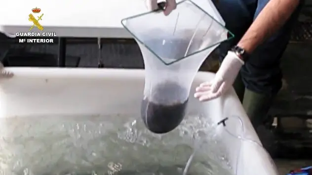 La Guardia Civil desarticula una red que había exportado ilegalmente más de 2,5 toneladas de angulas.