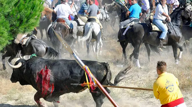 Toro de la Vega (Efe).