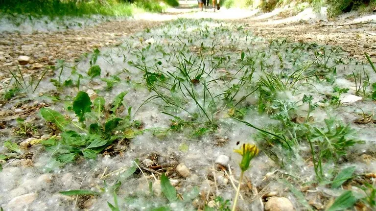 La pelusa de los chopos, un material altamente inflamable que el pasado año provocó una treintena de incendios.