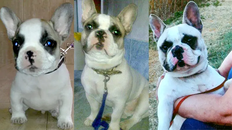 Imágenes de Wuapo, el bulldog francés que ha muerto en la Chantrea. CEDIDAS