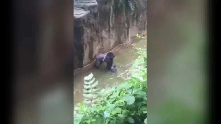 El gorila de un zoo captura a un bebé