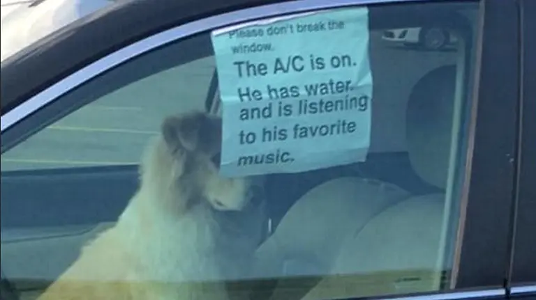 Sin Perro encerrado dentro de un coche. Twitter @fioses