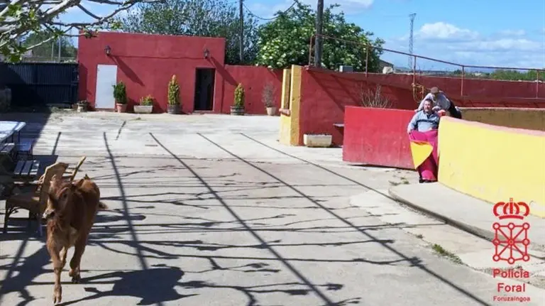 Vaquilla en una capea.