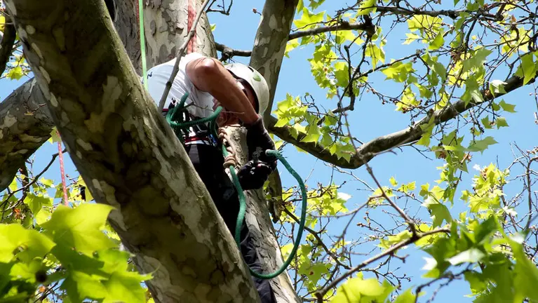 Profesionales de la trepa de árboles realizan una exhibición en la presentación del Campeonato nacional que se celebrará en Pamplona. S. REDíN (5)
