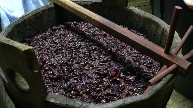 Preparación del mosto