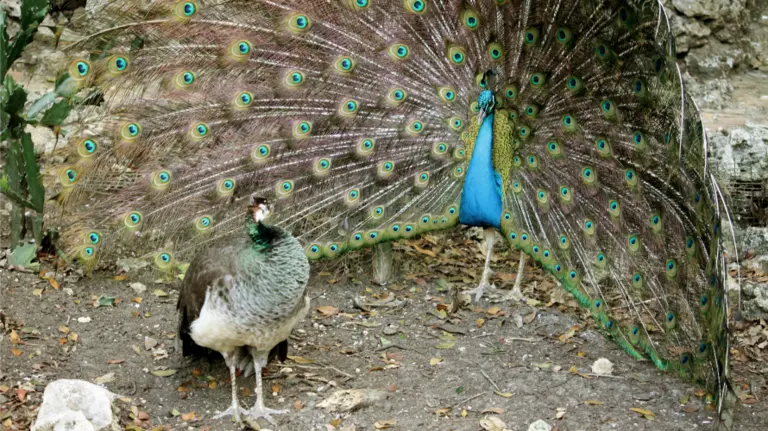 Una imagen de dos pavos reales. 