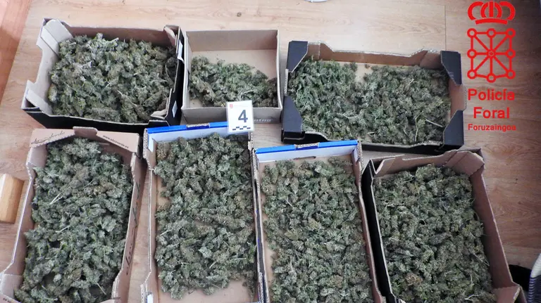 Marihuana incautada.