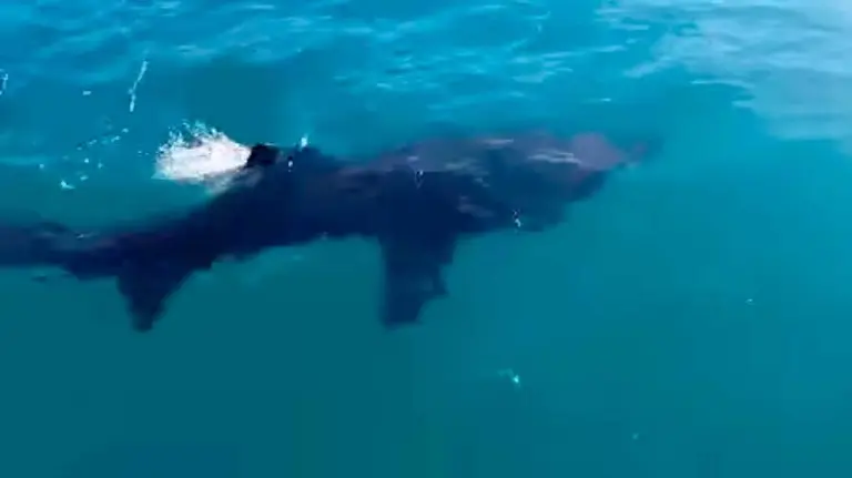 Tiburón en la costa de Salou.