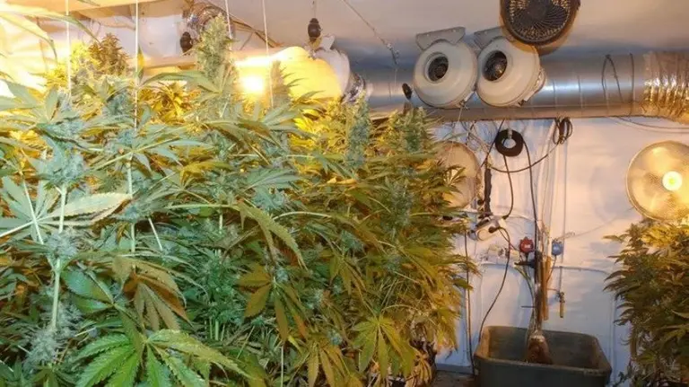 Detenido un pamplonés en Aizoáin con 31 kilos de marihuana.