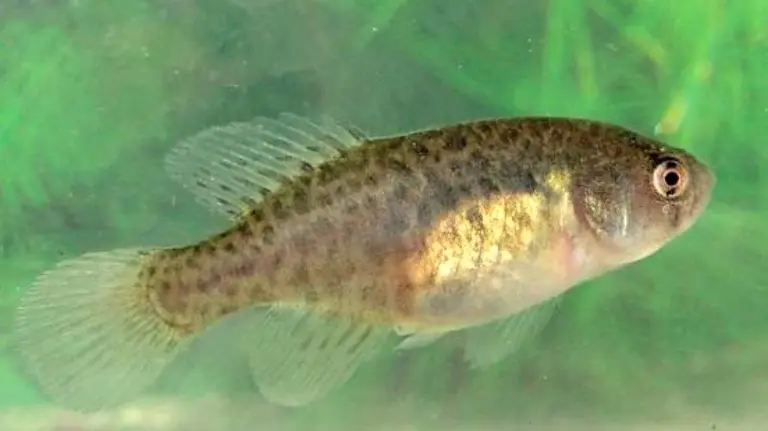 Las especies invasoras serán eliminadas mediante la pesca eléctrica del Lago del Sadar.