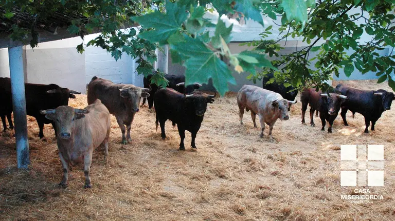 Novillos de El Parralejo en los corrales de la Plaza de Toros de Pamplona.  (2)