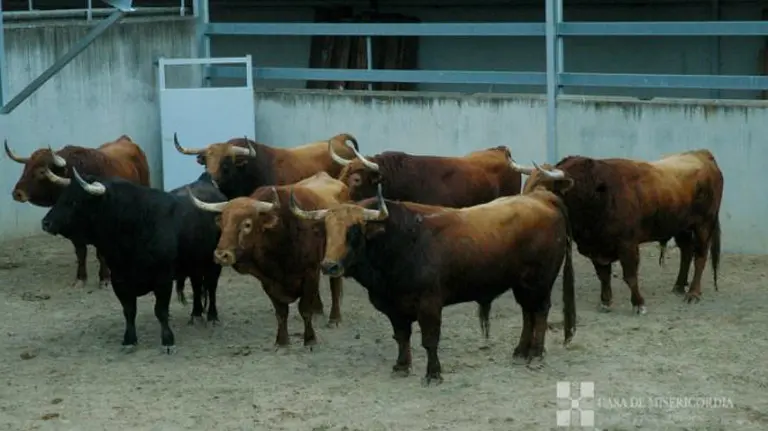 Toros de Pedraza de Yeltes en los corrales del Gas.