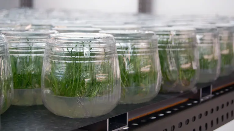 Innovaci&oacute;n Planasa