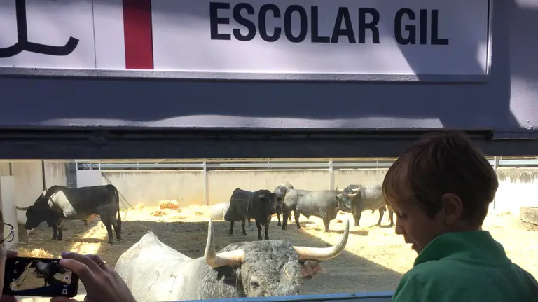 Cientos de personas han acudido a los corrales del Gas de Pamplona para ver los toros de San Fermín.