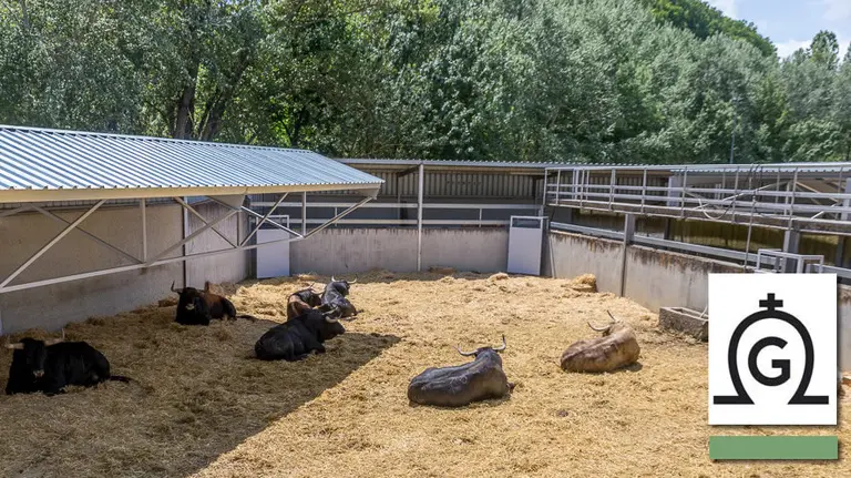 Ganadería de Fuente Ymbro. IÑIGO ALZUGARAY