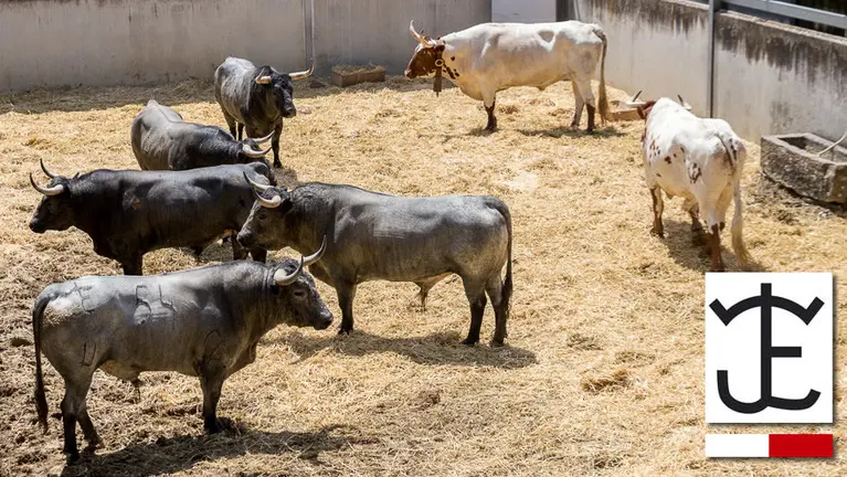 Ganadería de José Escolar Gil IÑIGO ALZUGARAY