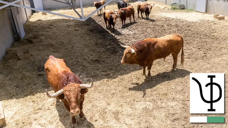 Ganadería de Pedraza de Yeltes IÑIGO ALZUGARAY