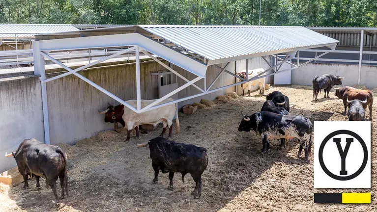 Ganadería de Victoriano del Río. IÑIGO ALZUGARAY