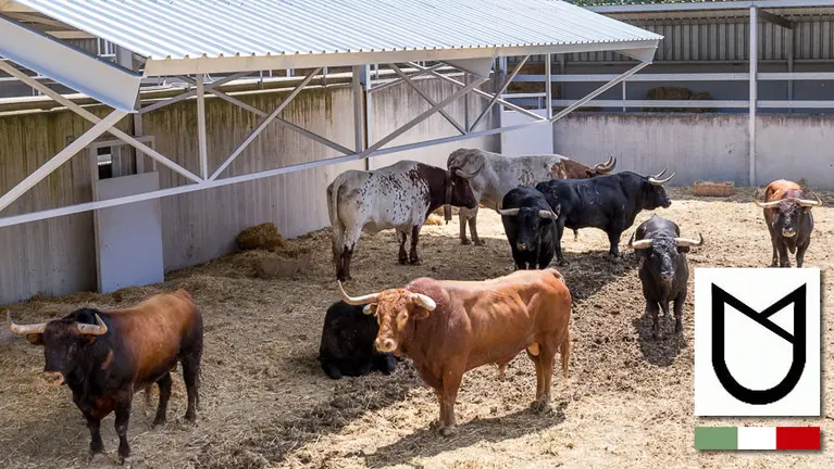 Ganadería de Nuñez del Cubillo. IÑIGO ALZUGARAY