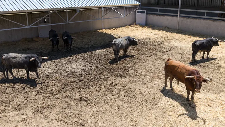 Toros de la ganadería de Miura (12). IÑIGO ALZUGARAY
