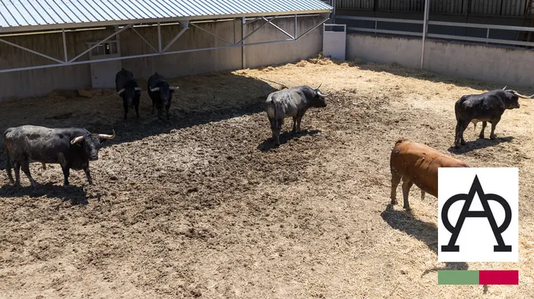 Toros de la ganadería de Miura. IÑIGO ALZUGARAY